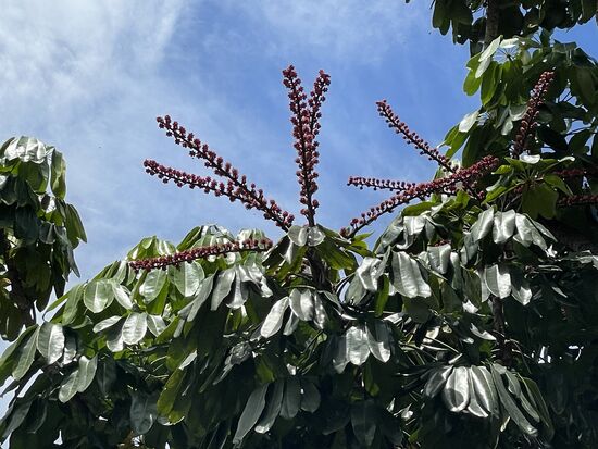 Eine riesige Schefflera mit Blüten. Hier ist es ein Baum, in der Schweiz eine Topfpflanze
