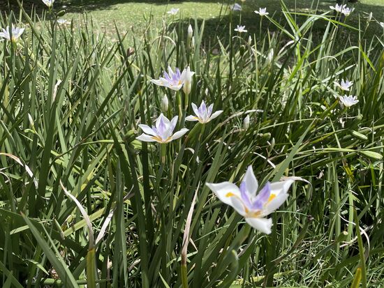 Diese weisse Iris wächst hier überall