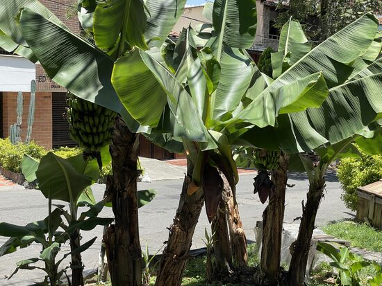 Die Bananen hängen etwas im Schatten, aber es ist eine grosse Traube, die da am Strassenrand reift.