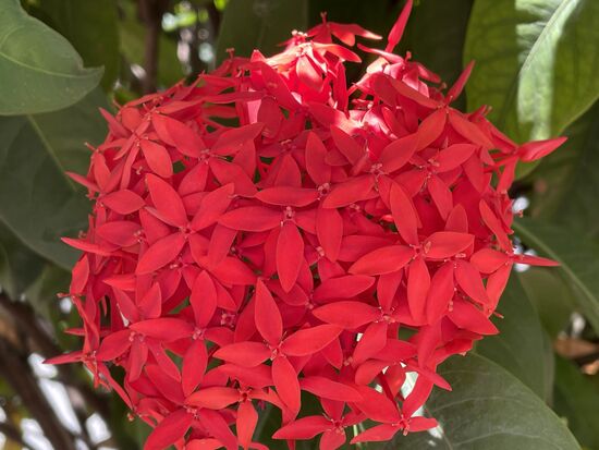 Ixora coccinea - Malteserkreuzblume.
In Peru rennt man sie Rama de boda - Brautstrauss