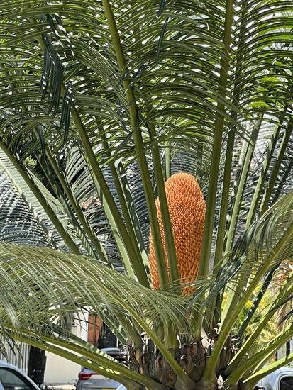 Farnpalme - mit einer besonders schönen Blüte