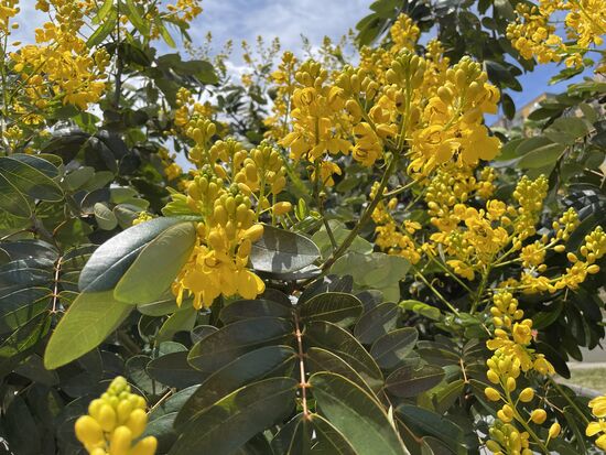 Senna siamea - Kassodbaum - beheimatet in Südamerika (wen wunderts)