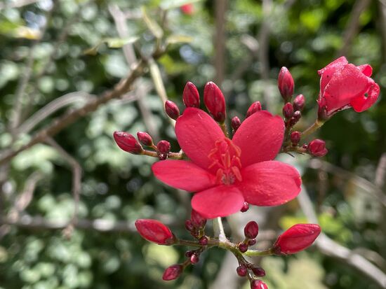 Jatropha integerrima - Korallenstrauch