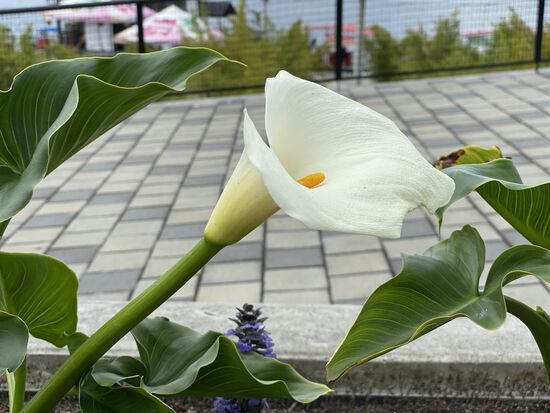 Calla, aber die ist ja hinlänglich bekannt...