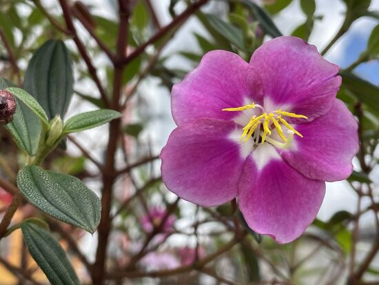malestoma malabathricum - indischer Rhododendron