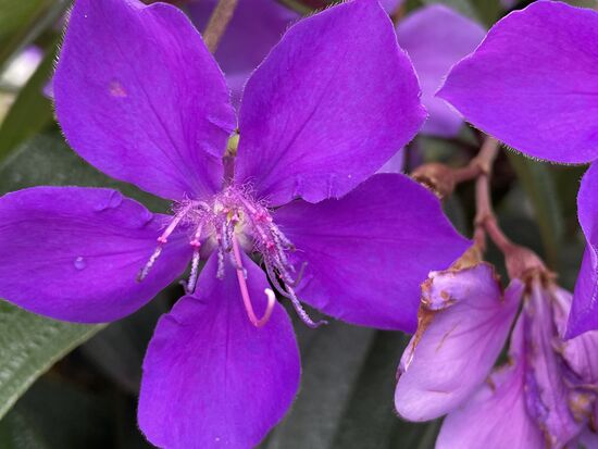 Tibouchina - Prizesinnenblume