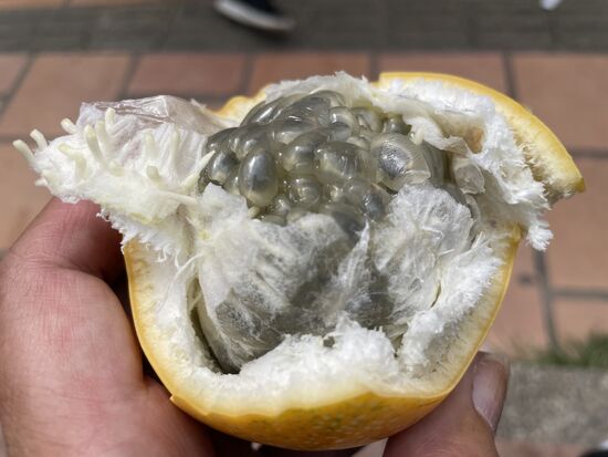 Kann gut roh geschlürft werden. sehr fein