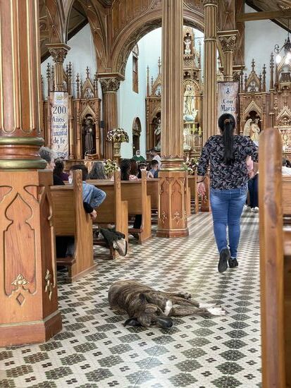 auch hier scheinen Hund willkommen zu sein
