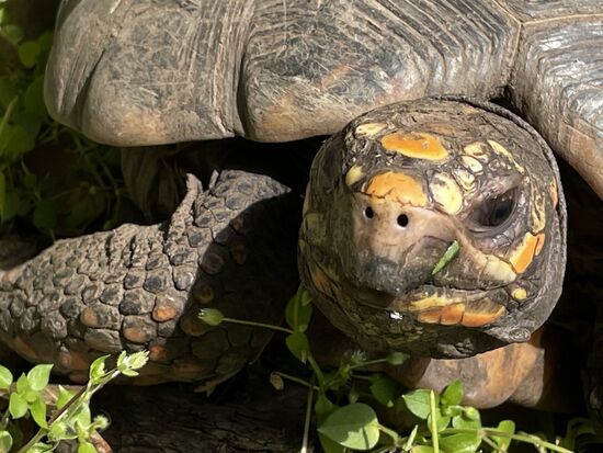 die beiden Schildkröten sollen wohl als Symbol für den eigenen Zoo stehen.