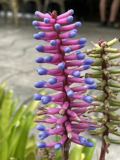 Aechmea gamasepala - eine endemische Bromelie aus Südbrasilien