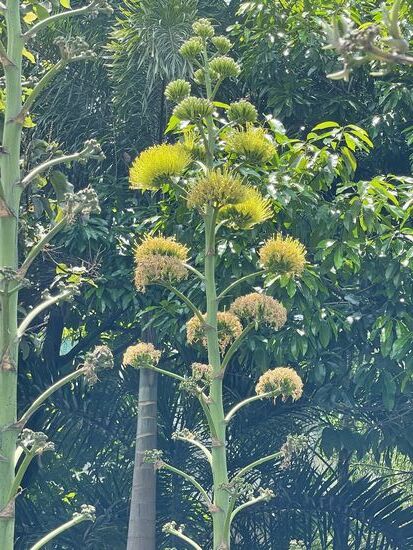 ein riesiger Agavenblütenstängel