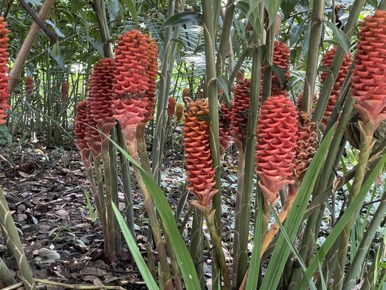 Bienenkorb-Blumen - Heliconias