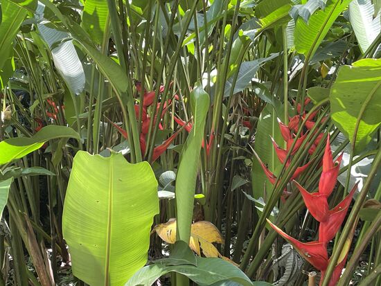 Hummerscheren - ebenfalls Heliconias