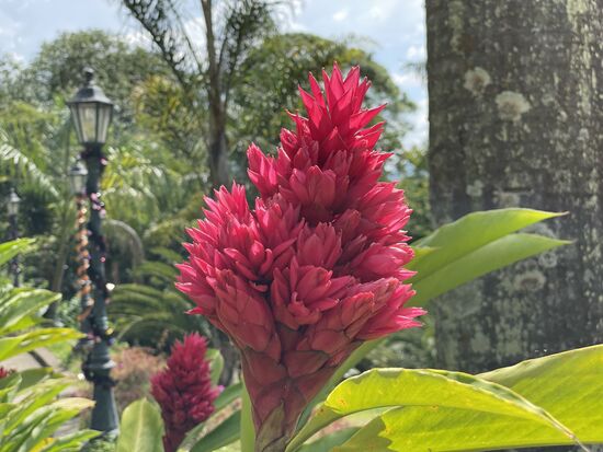 Heliconia