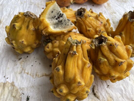 gelbe Pitahaya - Drachenfrucht, wächst auf Kaktus