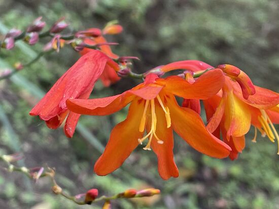 Garten-Montbretie - Schwertliliengewächs