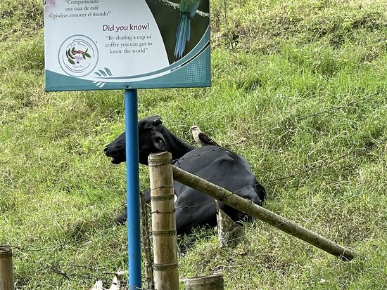 Ein Milvago chimachima - Karakara - lokaler Name: Pigua
(ich meine natürlich den Vogel)