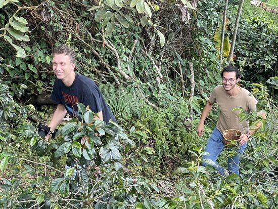 Die beiden Kaffeepflücker sind mit Enthusiasmus am Werk