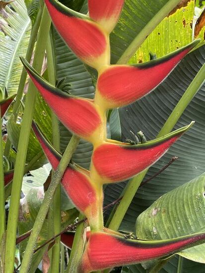 Heliconia