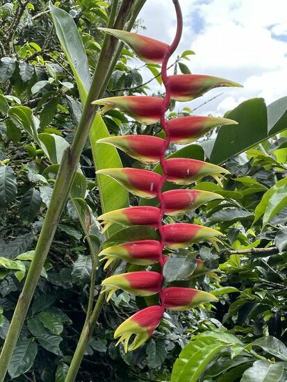 Heliconia - Hummerschere