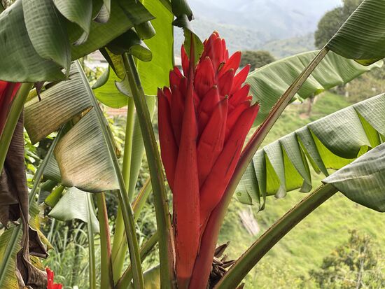 Ebenfalls Heliconia