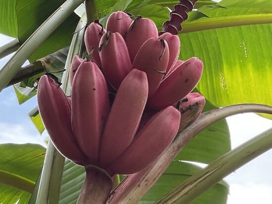 Minibanane - oder Keniabanane