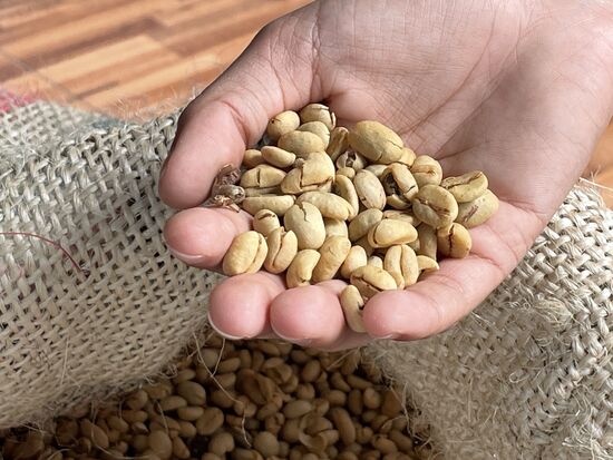 getrocknete Kaffeebohnen, noch mit Schale