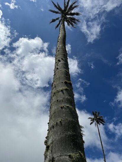 bis zu 60 Meter ragen die Wachspalmen in den Himmel