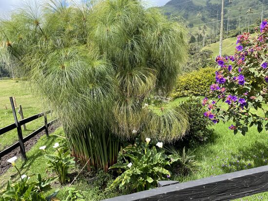 Konnte grad noch abklären, was das für Pflanzen sind. Es ist tatsächlich Papyrus, hatte ihn mit breiteren Blättern in Erinnerung. Jedenfalls sehr schön und dekorativ.