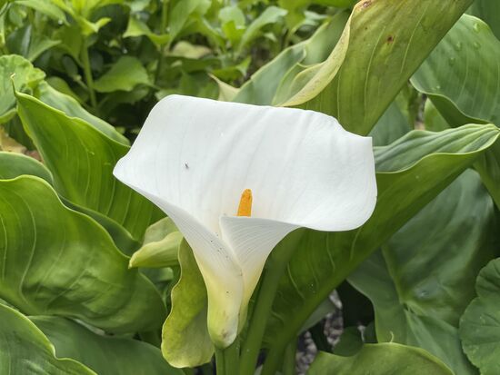 Calla