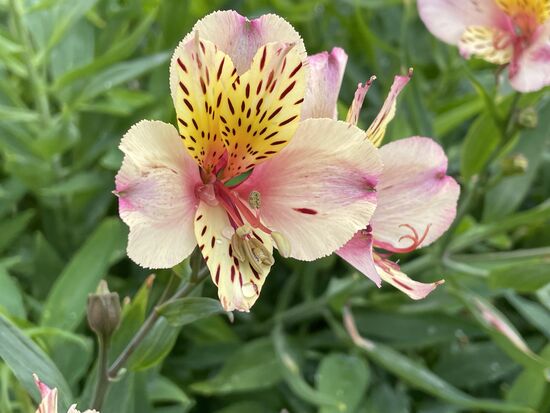 Inkalilie - Astromelien