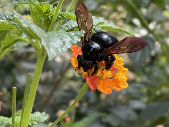 Wandelröschen - Muropache - mit einem dicken Brummer