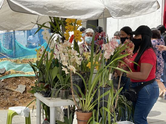 Die Orchideenverkäuferin