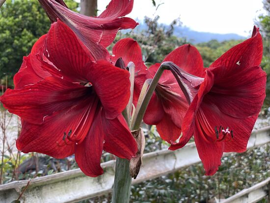Amaryllis