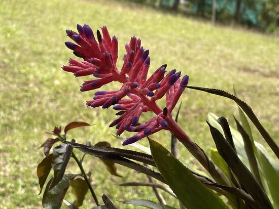 junge Bromelienblüte