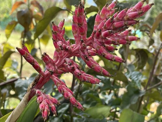 die gleiche Blüte etwas älter