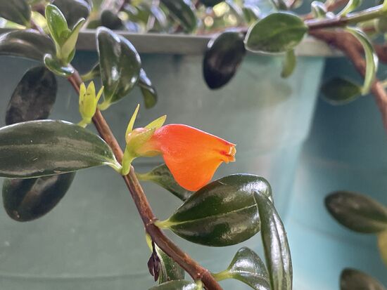 Nematanthus gregarius - Kussmäulchen - Goldfish Plant