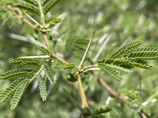 filigrane Blätter und extrem spitzige und harte Stacheln