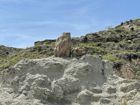 Versteinerte Baumslämme