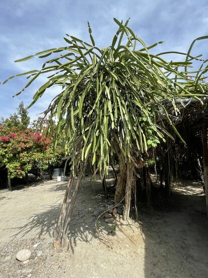 Pitaya-Kaktus. Im Moment trägt der 'Baum' keine Früchte.