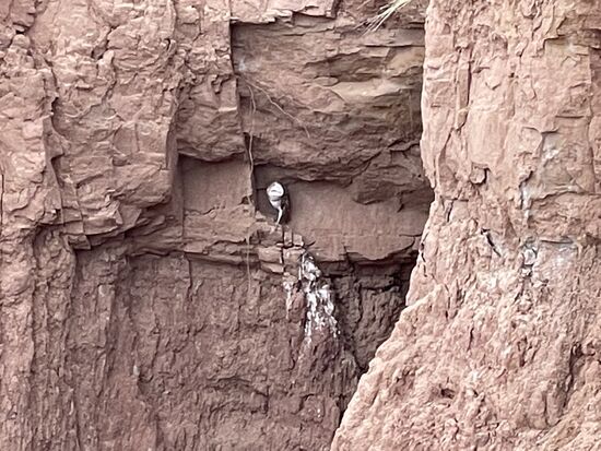 Eine Eule beobachtet uns, während wir sie beobachten