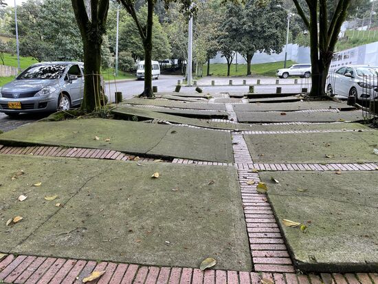 Hier arbeiten die Bäume wohl vor allem im Untergrund und breiten ihre Wurzeln unter den schweren Platten aus.