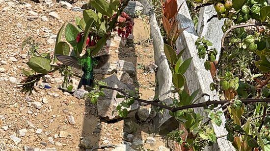 viel zu unscharf, aber immerhin, ein Kolibri. 