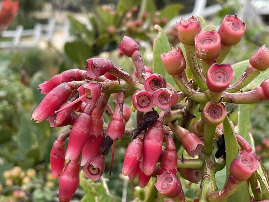 Die Blume ist eine Santalum haleakalae - Heimisch auf Hawaii und Maui
eine Verwandte der europäischen Mistelfamilie