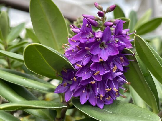 Hebe Andersonii - neuseeländische Strauchveronika