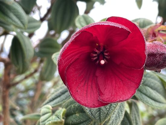 Hab dazu keinen Namen gefunden - wahrscheinlich eine samtene Variante des Hibiskus
