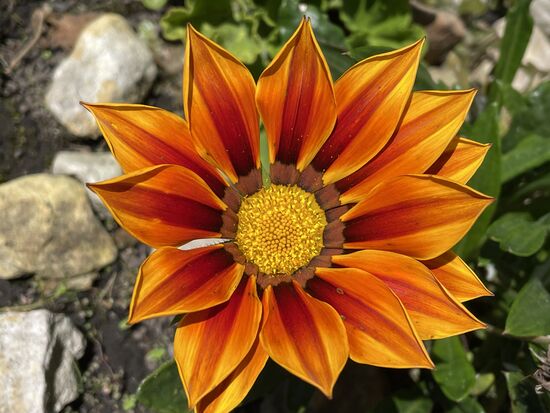 Gazanie rigens - MIttagsgold