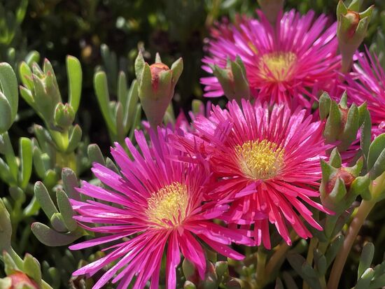 Delosperma cooperi - Mittagsblume