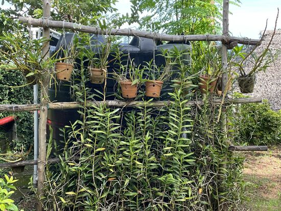 Überall Orchideen, aber es ist im Moment nicht ihre Blütezeit.