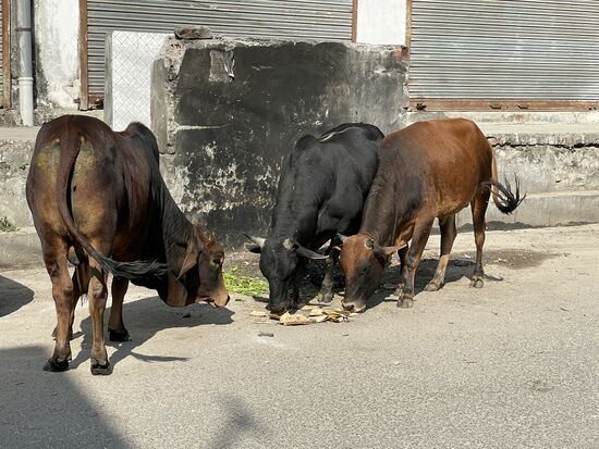 Diese Kühe suchen ein paar Kartonabfälle nach was Fressbarem ab.